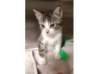 Adopt Bug a Domestic Short Hair