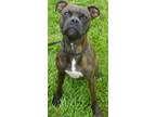 Adopt Missy a Boxer, Mixed Breed