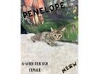 Adopt Penelope a Domestic Short Hair