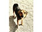 Adopt Clover a Catahoula Leopard Dog, Mixed Breed