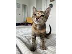 Adopt Glitch a Domestic Short Hair