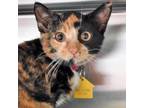 Adopt Bia a Domestic Short Hair