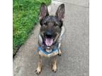 Adopt Nova a German Shepherd Dog