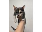 Adopt Alice a Domestic Short Hair