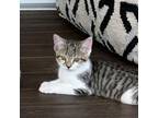 Adopt Lovely Lillie a Domestic Short Hair