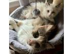 Adopt Corabelle and her Eclipse a Domestic Long Hair