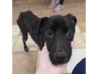 Adopt Fiona a Labrador Retriever