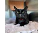 Adopt Marceline a Domestic Short Hair