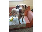 Adopt Hazel a Pit Bull Terrier, Mixed Breed