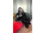 Adopt Furrench Toast a Domestic Short Hair