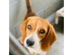 Adopt Lark a Beagle
