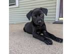 Adopt Tippy *Adoption Pending* a Labrador Retriever, Mixed Breed
