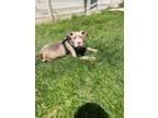 Adopt Miranda a Pit Bull Terrier