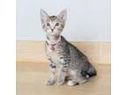 Adopt Sassy Drusilla C16256 a Domestic Short Hair