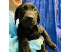 Adopt Quintessential a Labrador Retriever