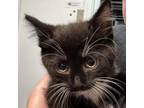 Adopt Froot Loop a Domestic Medium Hair