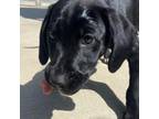 Adopt Congaree a Great Dane