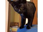 Adopt Bailey a Domestic Short Hair