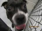 Adopt Gracie a American Staffordshire Terrier