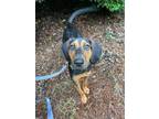 Adopt Purple Pru a Hound