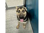 Adopt STELLA ADOPTED! a Shepherd, Mixed Breed