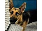 Adopt LUNA Available NOW - ADOPTION or RESCUE! a Shepherd, Mixed Breed