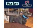 Adopt Hurley (Courtesy Post) a Brown/Chocolate Labrador Retriever / Mixed dog in