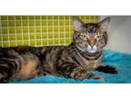 Adopt Harlow a Domestic Short Hair