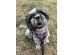 Adopt Cc a Shih Tzu