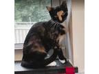 Adopt Berlin a Domestic Short Hair