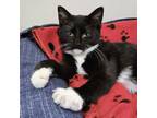 Adopt Uni a Domestic Short Hair