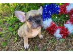 French Bulldog Puppy for sale in Springfield, MO, USA