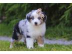 Miniature Australian Shepherd Puppy for sale in Canton, OH, USA