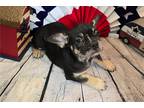 French Bulldog Puppy for sale in Springfield, MO, USA