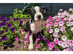 Boston Terrier Puppy for sale in Springfield, MO, USA