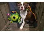 Boston Terrier Puppy for sale in Springfield, MO, USA