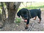 Rottweiler Puppy for sale in Augusta, GA, USA