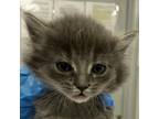 Adopt 75637 a Domestic Medium Hair