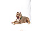 Adopt Judy a Terrier, Mixed Breed