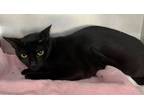 Adopt Milky Way a Domestic Short Hair