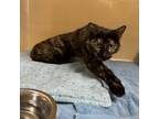 Adopt Findley a Domestic Short Hair