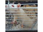 Adopt Imogen a Rat