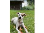 Adopt Ophelia a Beagle, Catahoula Leopard Dog