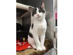 Adopt Nosey a Domestic Short Hair