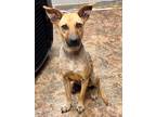 Adopt Lucy a Australian Cattle Dog / Mixed dog in Jackson, MS (39093010)