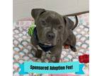 Adopt Roxie a Mastiff, American Staffordshire Terrier