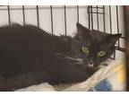 Adopt Darla a Black & White or Tuxedo Domestic Shorthair cat in Virginia Beach