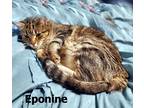 Adopt Eponine a Tiger Striped Domestic Shorthair (short coat) cat in Porter