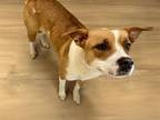 Adopt CHERISH a Pit Bull Terrier, Mixed Breed