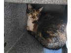 Adopt SPICY a Domestic Short Hair
